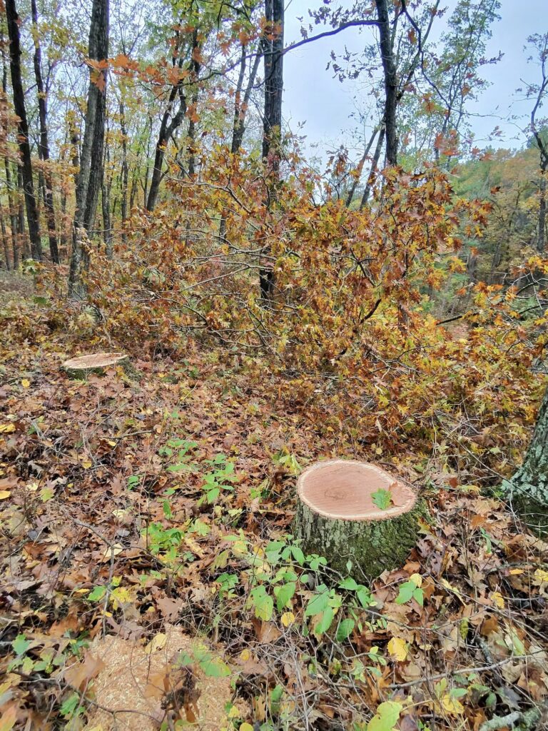 stumps in the woods, timber harvesting by Leer Wood Products