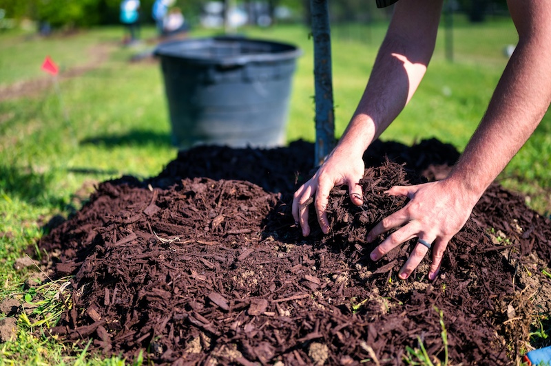 a person spreading wood mulch around a sapling tree